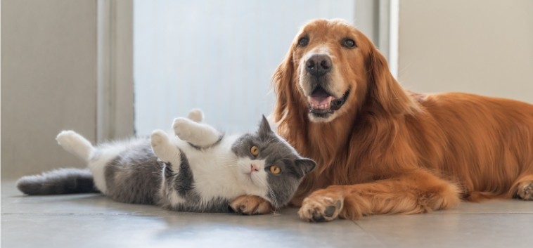 PetSure Insurance